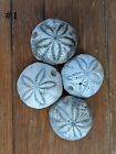  4  Us Esb Fossilized Rock Sea Biscuit Natural Ancient Paleocene Beach Artifact