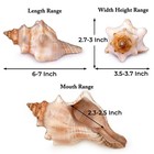 Large Natural Conch Seashell 6   7 Inch Striped Shell Beach Wedding Decor