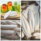 10 20pcs Cuttlebone Cuttlefish Bone Sepia Cuttle Fish Pet Bird Food Calcium Set 