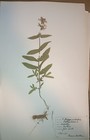 Antique Finnish Swedish Herbarium Botanical Pressed Plant Specimens 50 s