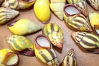 10-stunning Yellow And Purple Snails Shells amphidromus upscale Shell Craft