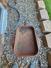 Vintage Eska Pedal Tractor Wagon With Fenders