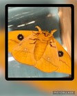      Io Moth  Specimen  Unmounted  Peacock Moth