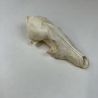 Real Damaged Coyote Skull Top Taxidermy Cleaned Weird Odd Goth Witchy Art  1816