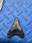 3 Inch Megalodon Shark Tooth Fossil From Sc