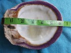 Spiny Oyster Purple Half Shell Approx  5  Inch