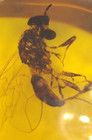 4 Burmese Burmite Amber Fossils With Variety Of Insects Dinosaur Age 4 1 G