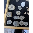 Fossilized Crab Concretions Sold Individually