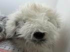 Fao Schwarz Toys R Us Shaggy Sheepdog Realistic Plush Dog Puppy 2012 16 Inch