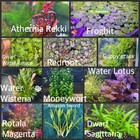 Beginner Freshwater Aquarium Plant Bundle - Choose Plants And Bundle Size 