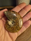 Ammonite Fossil