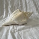 Large White Horse Conk