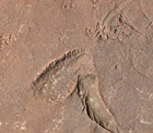 400 Million Year Old Rusophycus  burrows  And Cruziana  Morocco  1