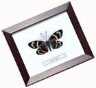 Real Eterusia Repleta Day-flying Moth In Framed Display  Taxidermy