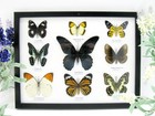 9 Beautiful Butterflies In Xl Showcase  Framed  Real  Taxidermy - A-09-mormon-02
