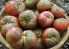 Cherokee Purple Tomato Seeds  Heirloom  Non-gmo  Variety Sizes  Free Shipping