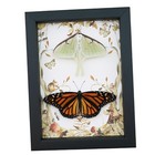 Monarch Butterfly Luna Moth Collection Real Framed Taxidermy Display
