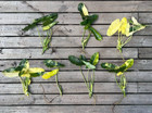 Variegated Burle Marx Philodendron Cutting   Air Roots W  Nodes   House Plant