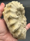 Spiky Approx 6    Cretaceous Dinosaur Age Mortoniceras Sp  Texas Fossil Ammonite 