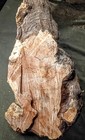 Huge Maple Burl Turning Carving Blank Sculptural Natural Edge 22 X 11 X 9
