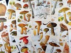 Vintage Mushroom Prints     5 Botanical Book Pages For Diy Junk Journal   Collage