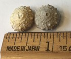 Set 2 Fossilized Echinoid Cretaceous Miniature Salenia Texana  Texas  5  L  Both