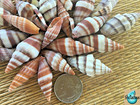 25 Colorful Mitre Sea Shells-  1 2 Cup - Great For Crafting