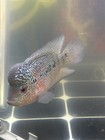 Flowerhorn Cichlid - Freshwater Tropical Fish  Aggressive  Male  3 5 Inches