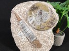 Polished Goniatite And Orthoceras  Fossil In Free Standing Matrix  Morocco 919gr