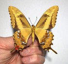 Papilio Ponceana Latefasciata     male Nr  3      Caribbean