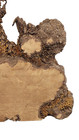 Xl Birdseye Ambrosia Maple Burl Curly Wood Slab  Live Edge Dried-2x8-22x25
