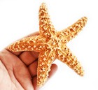 One  1  Sugar Starfish 6-8  Beach Wedding Decor Nautical Crafts Coastal Art
