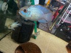 Group Of Electric Blue Acara  Cichlid Free 2 Day Shipping