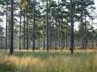 2lb Box Of Longleaf Pine Needles For Crafting  Landscaping Etc  Ships Free 