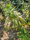 Swamp Milkweed Seeds  25 Seeds