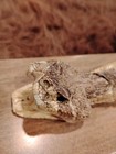 Large 28  Rattlesnake Taxidermy Head   Full Skin On Woodboard Display -man Cave