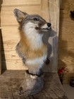 Grey Fox Mount In Great Shape