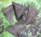 Megalodon Sharks Teeth 4 No Restorations Fossil Sharks Teeth Tooth