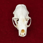 Taxidermy Real Animals Skulls  Real Bones Specimen  Taxidermy Supplies For Scien