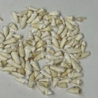 Lot Of 100 Assorted Small Coyote Teeth Real Cleaned Taxidermy Weird Goth  4095