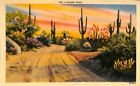 Desert Road Cactus Arizona Southwest Linen Postcard Herz Co