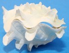Fluted Squamosa Tridacna Clam Pair Natural Seashell Rare White 4  In