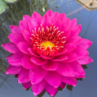 Perry s Fire Opal Red Hardy Waterlily Live Fresh Tuber Plants Pond Colorful