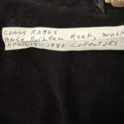 Conus Rattus Shell 36 8mm Seychelles 1980  s246 