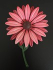 1960s Pink Enamel Celluloid Daisy Flower Brooch Pin Large Mod Statement 4 3 4    