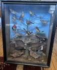 19th Century Antique Taxidermy Bird Diorama W  18 Taxidermy Birds