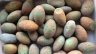 Natural Ore Night-luminous Gemstone Light Bright Original Shine Stone About 170g