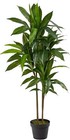   Dracaena Silk  real Touch  Artificial Plant  48   Green 5289 6 5ft  Golden