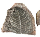     1-3 4 Inch - Mazon Creek Alethopteris Missouriensis Fern Fossil    188