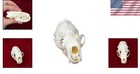 Mink Skull Taxidermy  Real Animal Specimen  Unique Educational Gift   Study Aid